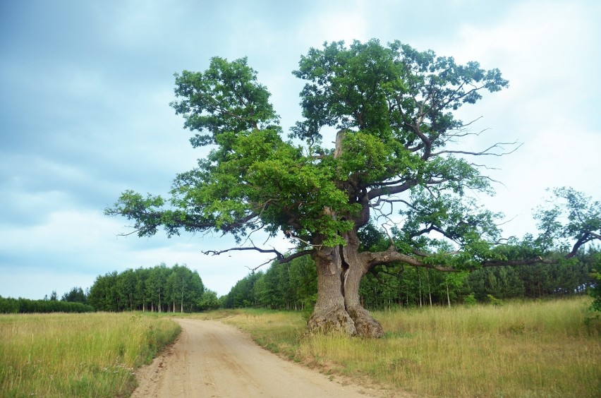 Podlaski Dąb Dunin zwyciężył w konkursie na Europejskie Drzewo Roku!