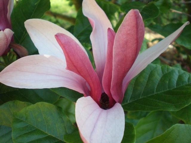 Odmiana pełnej magnolii (krzewiastej) zakwita w maju.