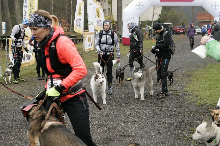 Dogtrekking w Lublińcu 2019: do Lublińca zjechali sympatycy...