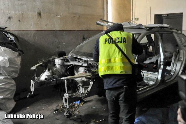 Gorzowscy policjanci przez dwa lata rozpracowywali grupę przestępcza zajmującą się kradzieżą pojazdów na terenie Niemiec. Mundurowi zatrzymali 11 podejrzanych, którym postawili 60 zarzutów. Policjanci odzyskali też część skradzionych pojazdów, których wartość to około 240 tys. zł.WIDEO: Policjanci CBŚP rozbili zorganizowaną grupę przestępczą, której członkowie podejrzani są o wprowadzanie do obrotu narkotyków na terenie kilku województwW grudniu 2016 roku jeden z mieszkańców Deszczna zauważył trzy pojazdy, które zaparkowały przy jego bloku. Były to volkswageny caddy i touran na niemieckich numerach rejestracyjnych oraz mini z polską rejestracją.- Mężczyznę zainteresowało nerwowe zachowanie kierowców i postanowił wezwać policję. Gdy mundurowi byli w drodze, kierowcy prawdopodobnie zorientowali się, że są obserwowani i odjechali. Mieszkaniec Deszczna pojechał za nimi i przez cały czas telefonicznie informował dyżurnego gdzie się znajduje. Dla policjantów była to ogromna pomoc, dzięki której zatrzymano kierowców z volkswagena caddy i mini - informuje st. sierż. Mateusz Sławek z zespołu prasowego lubuskiej policji.Ich samochody były skradzione w Niemczech. Po kilku godzinach odnaleziono kolejny samochód, tym razem w innej podgorzowskiej miejscowośći. - Dzięki skutecznej pracy operacyjnej oraz dochodzeniowo-śledczej 11 podejrzanym przedstawiono blisko 60 zarzutów. Było to m.in. kierowanie i udział w zorganizowanej grupie przestępczej, kradzież pojazdów, paserstwo i składanie fałszywych zeznań. Swoją przestępczą „działalność” podejrzani w znacznej mierze prowadzili na terenie Niemiec więc bardzo ważna była w tej sprawie współpraca gorzowskich funkcjonariuszy z przedstawicielami niemieckiego wymiaru sprawiedliwości - dodaje sierż. Sławek.WIDEO: Jazda pod prąd na S3Policjanci odzyskali część kradzionych samochodów, które wróciły do swoich właścicieli. Ich wartość oszacowano na 240 tysięcy złotych. Na poczet przyszłych kar od podejrzanych zabezpieczono mienie o łącznej wartości ponad 630 tysięcy złotych. Prokuratura Rejonowa w Gorzowie Wielkopolskim wystąpiła do sądu z wnioskiem o tymczasowe aresztowanie czterech osób.