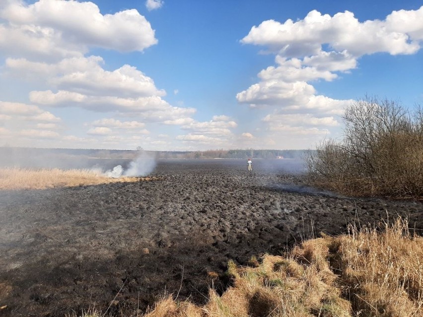 Seria popaleń w powiecie hajnowskim. 9 pożarów – 15 ha spalonych łąk i lasów