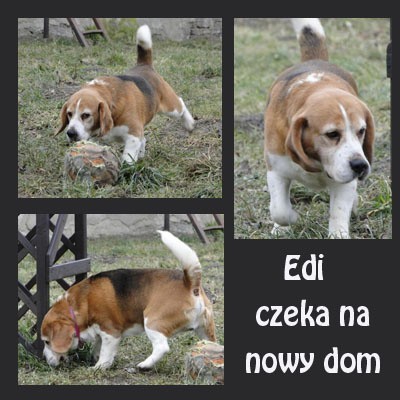 Beagle Edi.