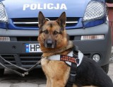 Orla: Pies doprowadził policję do włamywacza 