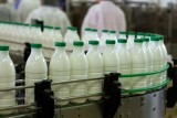 Ceny mleka spadają, rolnicy proszą o dopłaty. "To nie kryzys, a korekta sytuacji rynkowej"