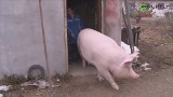 Świnia urosła niemal do wielkości samochodu [wideo]