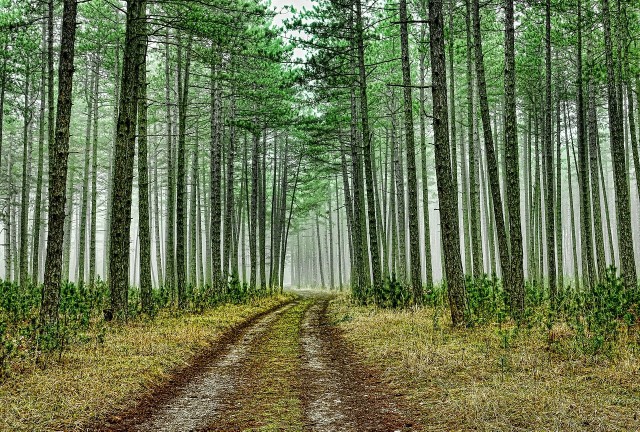 Od 1945 roku poprawiła się lesistość, zmienia się także struktura naszych lasów. Przybywa drzew liściastych, a leśnicy odchodzą od monokultur, stawiając na zróżnicowane gatunki, uwzględniając skład gatunkowy drzewostanu naturalnego dla danego terenu.Obecnie powierzchnia lasów w Polsce wynosi ponad 9,2 mln ha. To oznacza  29,6 proc. lesistości.Większość to lasy państwowe, prawie 7,6 mln ha zarządzane jest przez Państwowe Gospodarstwo Leśne Lasy Państwowe.___________Projekt współfinansowany ze środków WFOŚiGW w ramach projektu Edukacji Ekologicznej 2019-2020.