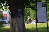 Kasztanowce z czarnymi opatrunkami. Ratusz w Bytowie ratuje drzewa