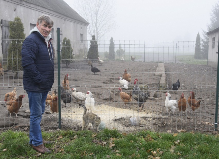 Kurki się utrzymują i rodzina je zdrowe jajka.