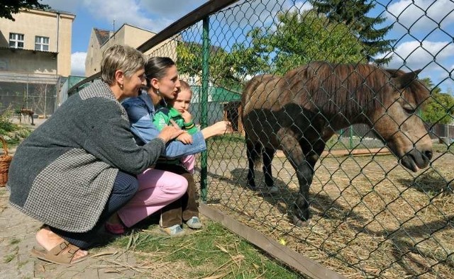 Marcinek uwielbia kucyki i kozę w mini zoo. Do zwierzątek przyprowadzają go mama Anna Hamrol i babcia Maria Poszwald.