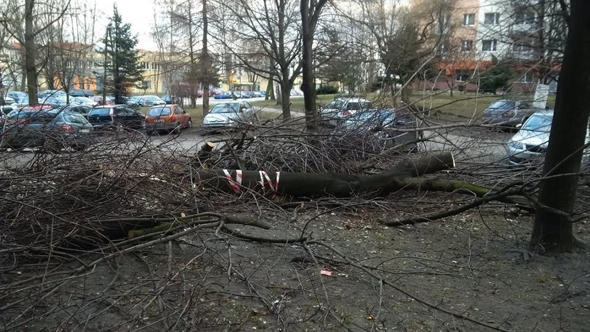 Wycinka drzew na osiedlu Paderewskiego w Katowicach