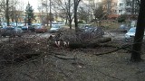 Wycinka drzew w Katowicach na os. Paderewskiego: mieszkańcy interweniują, spółdzielnia uspokaja