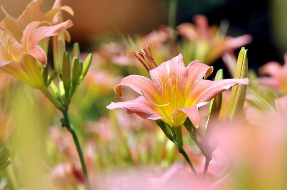 Do niedzieli 21 lipca trwa Tydzień Liliowców w Ogrodzie Botanicznym w Łodzi.