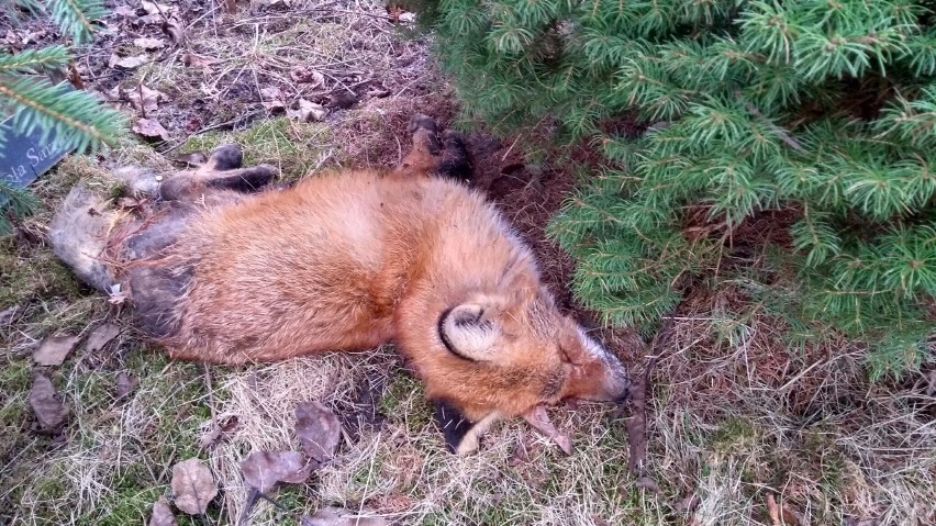 Na terenie ogrodu działkowego od soboty leży padły lis. Pomogło dopiero centrum zarządzania kryzysowego