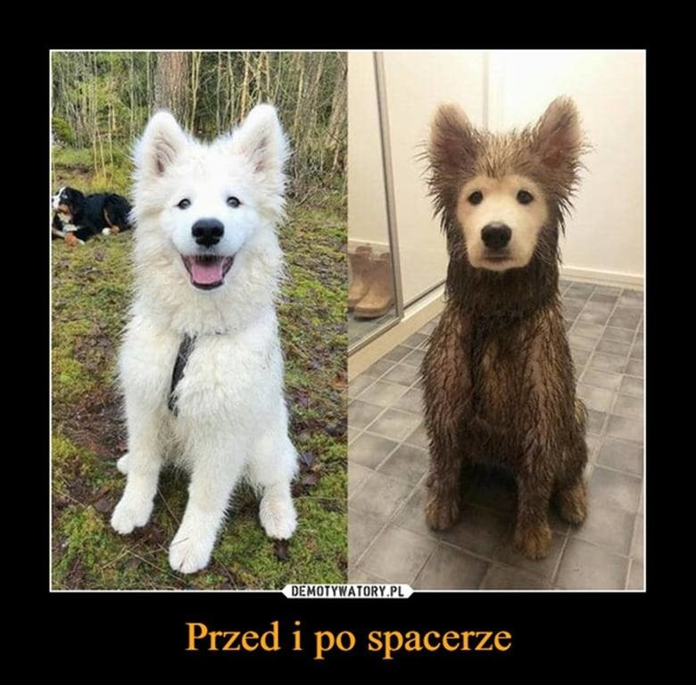 Memy O Psach Najbardziej Kochane Stworzenia Na wiecie Nasze Pieski 