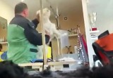 Częstochowa. Psi fryzjer skazany za znęcanie się nad zwierzętami. Mężczyzna ma zakaz wykonywania zawodu