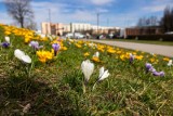 Zarząd Zieleni Miejskiej rozpoczął zielone porządki 