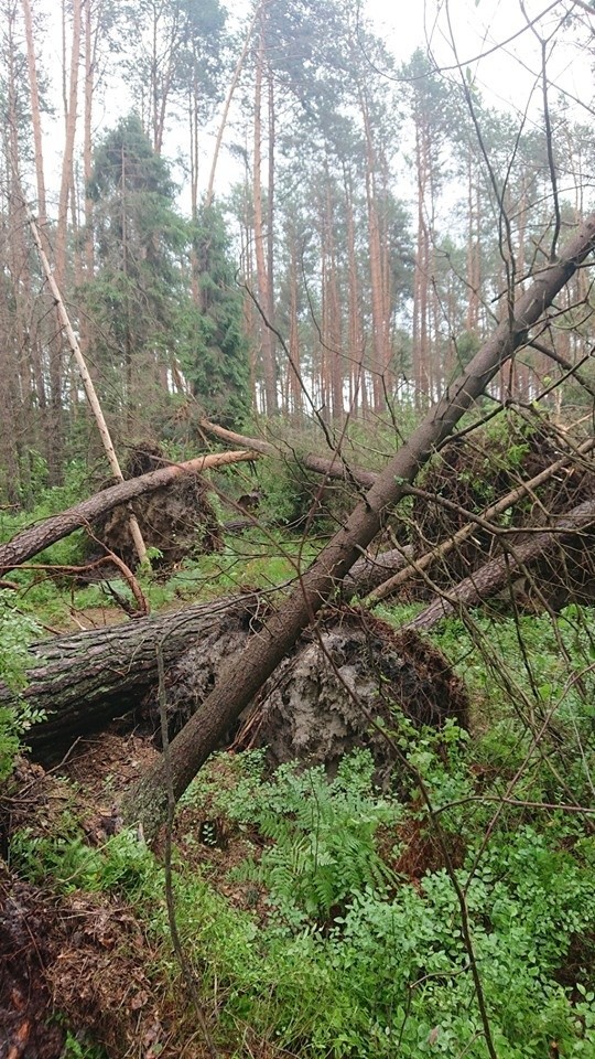 Gwałtowna burza w Nadleśnictwie Leżajsk. Tak wygląda las po przejściu nawałnicy [ZDJĘCIA]