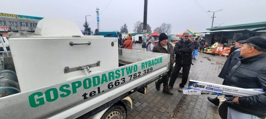 Karp już w sprzedaży na giełdzie w Sandomierzu! Cena za kilogram świeżej ryby na święta jest wyższa niż przed rokiem. Zobacz zdjęcia 