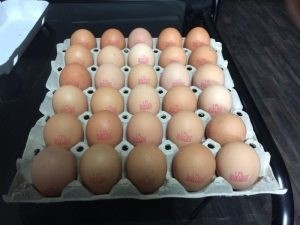 GIS ostrzega przed partiami jajek pochodzących z kurnika...