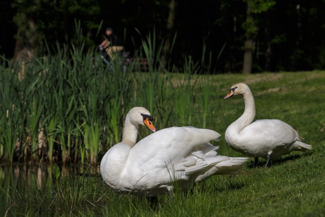 Łabędzie zamieszkały w stawie na Piaskówce