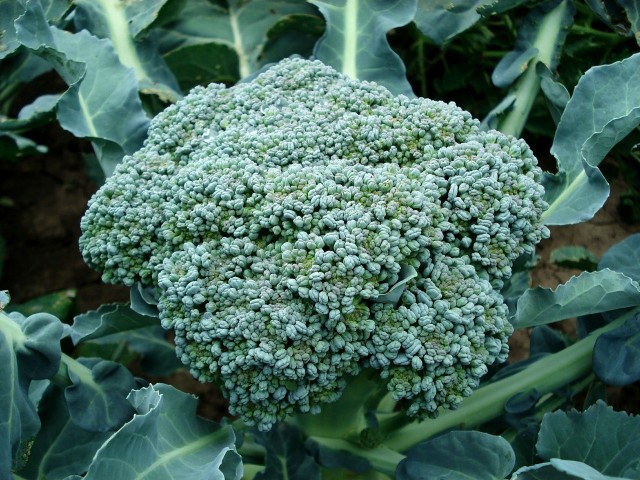Brokuły wydają się bardzo wymagające, ale z powodzeniem można uprawiać je w ogrodzie.