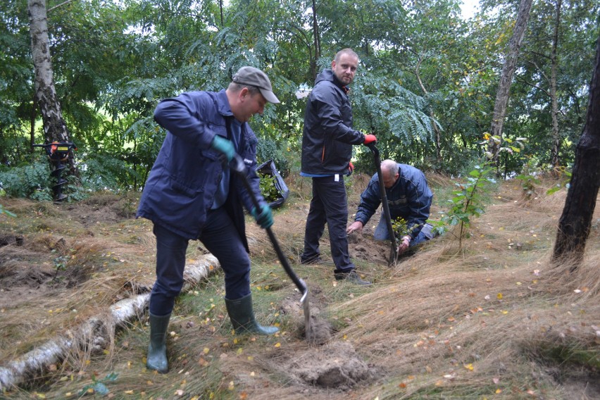 Mieszkańcy Pieczysk i Tuszyn sadzili drzewa w czynie...