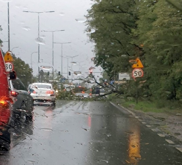 Wiatr przewrócił drzewo na ulicy Fordońskiej. Na szczęście, nikomu nic się nie stało.