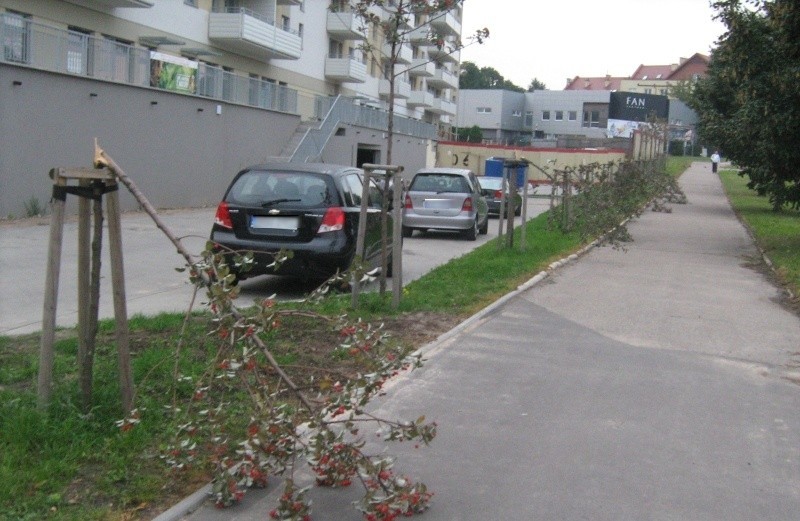 Wandale połamali osiem drzew wzdłuż ul. Żeromskiego.