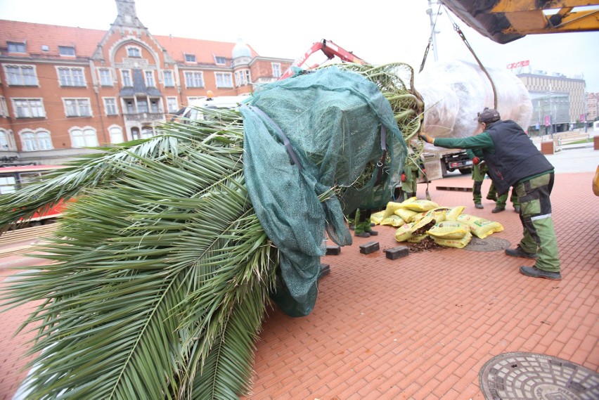 Palmy wróciły na rynek w Katowicach