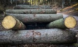 Jakie kary grożą za wynoszenie drewna z lasu? Zobacz, jak legalnie pozyskać drewno opałowe