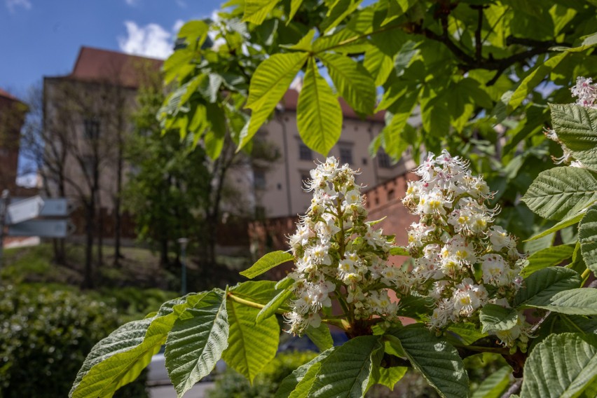 Miejskie drzewa często żyją w trudnych warunkach, będąc...