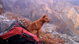 Tatry Słowackie. Pięć psów na Koprowym Szczycie. Czworonogi dostaną zakaz wędrowania po szlakach? 