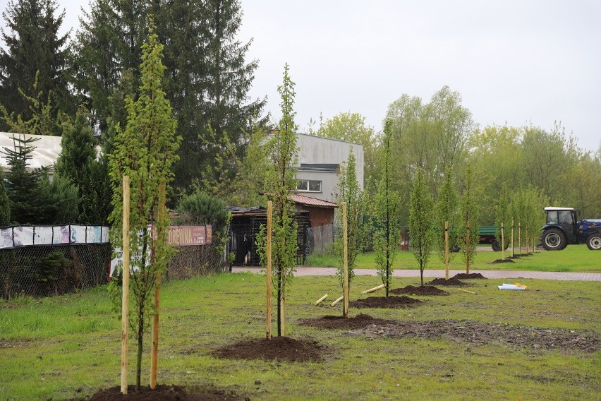 Przystanek zieleń w Ełku. Zasadzili drzewa przy stacji PKP