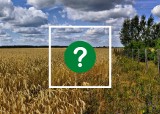 Europejski Zielony Ład to koszty, czy lekarstwo dla rolnictwa? Trwa gorąca dyskusja wokół strategii klimatycznej