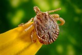 Poznaj duże ryzyko i niebezpieczne reakcje alergiczne po ukąszeniu owada