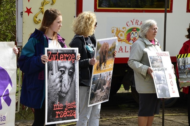 Kiedy tylko w jakimś mieście pojawia się cyrk, spotyka się z protestem osób zaangażowanych w obronę zwierząt. Tak też było w Szczecinie. W maju radni podjęli uchwałę i powiedzieli cyrkom „nie”