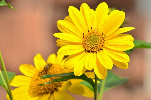 Słoneczniki mają wiele odmian, które pięknie wyglądają na rabatach kwiatowych.