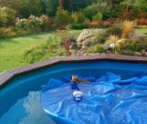 Lis wpadł do basenu ogrodowego. Omal się nie utopił. Uratowali go strażnicy miejscy