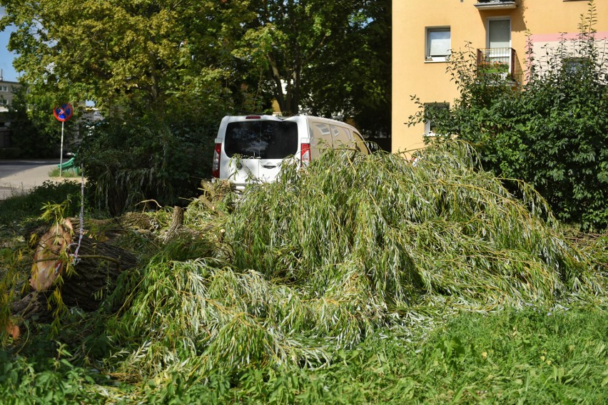 Poznań: Drzewo spadło na samochód na ul. Świt [ZDJĘCIA]...