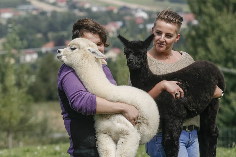 W Centrum Zooterapii WSIiZ w Kielnarowej narodziły się alpaki [ZDJĘCIA, WIDEO]