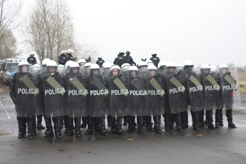 Egzamin koni policyjnych w Chorzowie