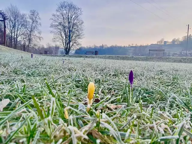 Krokusy pojawiły się już w Muszynie