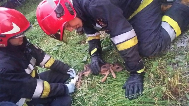 Mała sarenka ucierpiała. Kosiarka obcięła jej nogę