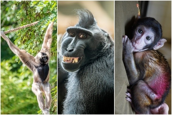 Zoo we Wrocławiu opiekuje się ponad 20 gatunkami małp....