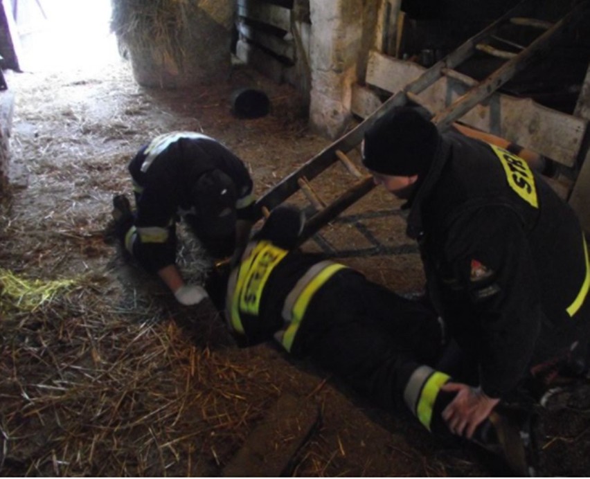 Radzyńscy strażacy musieli ratować świnie, które wpadły do piwnicy