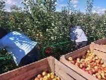 Jabłkobranie w sadach sandomierskiego "Rolnika". Do łask wracają tradycyjne odmiany jabłoni. Zobaczcie zdjęcia