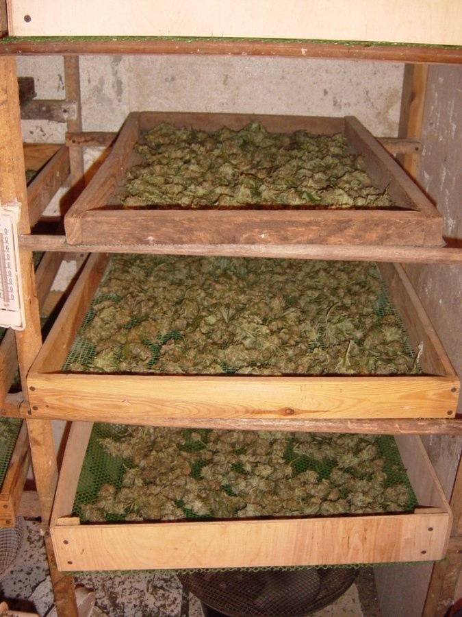 Wielka plantacja marihuany. Zabezpieczono 60 kilogramów narkotyków