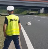 Autostrada A4. Ruch wstrzymany przez... łabędzia