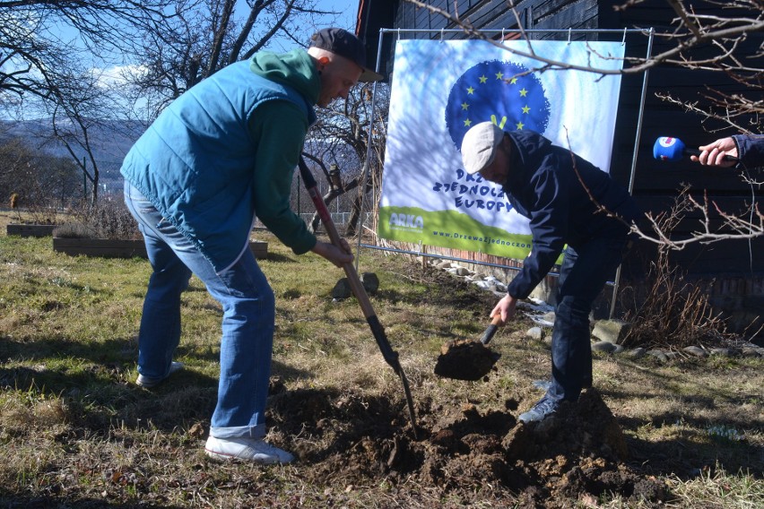 Bielsko-Biała: Drzewa Zjednoczonej Europy. Ruszyła nowa akcja Fundacji Arka ZDJĘCIA