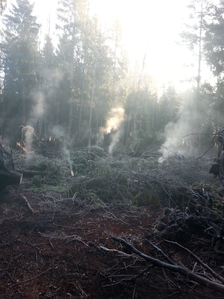 Nadleśnictwo Płaska. Groźny pożar w puszczy. Wszystko przez niedopałek (zdjęcia)